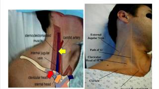 Jugular venous pulse anatomical aspects [upl. by Luo798]