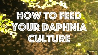 How To Feed Your Daphnia Culture [upl. by Kohcztiy934]