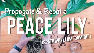 peace lily  How to Propagate  Repotting  Care Guide [upl. by Nahgam833]