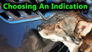 Scent Dog Training How to Choose An Indication [upl. by Ungley390]