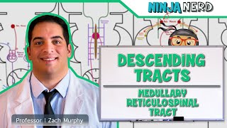 Neurology  Descending Tracts Medullary Reticulospinal Tract [upl. by Ytirev]