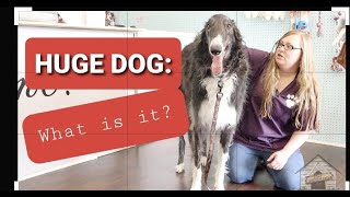 Grooming a Russian Wolfhound aka Borzoi [upl. by Iana]