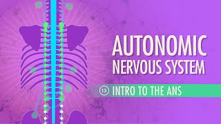 Autonomic Nervous System Crash Course Anatomy amp Physiology 13 [upl. by Nnyla291]