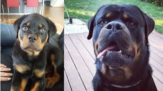 ROTTWEILER  BARKING and HOWLING PUPPY vs GROWN UP [upl. by Kcerb]