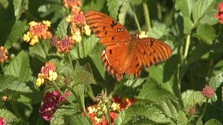 Butterflies and Pollinators [upl. by Tatianas]