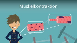 Muskelkontraktion einfach erklärt [upl. by Herv]