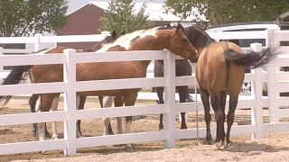 Mare in Heat  Teasing Stallion  Horse Courtship Display [upl. by Nel201]