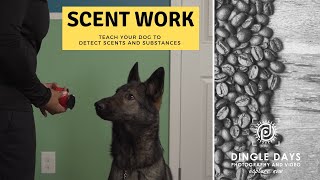 How to Train Your Dog for AKC Scent Work K9 Nose Work [upl. by Mohl]