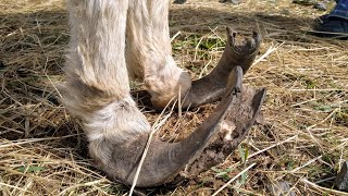 Rescue Donkey with Overgrown Hooves gets Pedicure Part 1 [upl. by Halle]