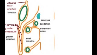 Difference between greater and lesser omentum [upl. by Slaughter452]