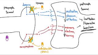 Stimulants Ritalin and Adderall Explained in 3 Minutes [upl. by Inhoj]