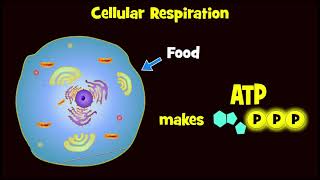 Glycolysis and Exploding Sugar Demo [upl. by Massimiliano]