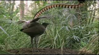 Lyrebird Imitating Manmade Sounds in Forest [upl. by Tnecnivleahcim]