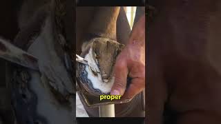 How We Transformed This Horse’s Hoof from Disaster to Perfectviralshorts horse satisfying hoof [upl. by Irodim470]