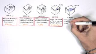 Dermatology  Lesion Terminology [upl. by Auqinaj33]