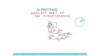 Streptococcus Pyogenes M Proteins [upl. by Jeffery]