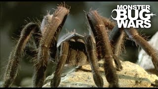 Tarantula Collection  MONSTER BUG WARS [upl. by Majka41]