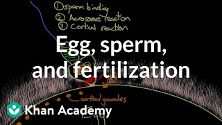 Egg sperm and fertilization  Behavior  MCAT  Khan Academy [upl. by Nohsid]