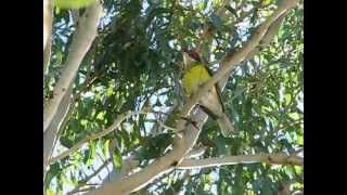 male Australasian Figbird song [upl. by Tserrof]