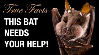 True Facts Help The Bats [upl. by Lundell79]