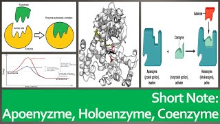 Apoenzyme Cofactors Coenzymes and Holoenzymes quotShort Note  2minsquot [upl. by Harley]