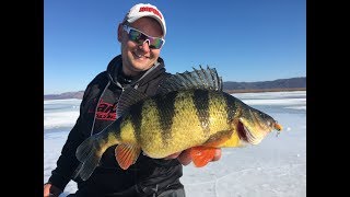 Ice Fishing for GIANT PERCH on the Mississippi River in Minnesota  InDepth Outdoors TV 12 E 13 [upl. by Aiekal184]