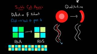 Hemoglobin and Hemoglobinopathies [upl. by Eiwoh]