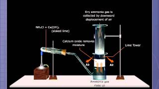 Preparation of Ammonia [upl. by Alithia834]