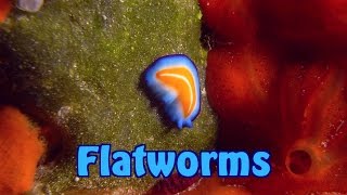 Flatworms  Turbellaria  Strudelwürmer [upl. by Anaugahs]