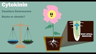 PLANT HORMONES  Auxin Gibberellin Cytokinin Ethylene Abscisic Acid [upl. by Eimot]