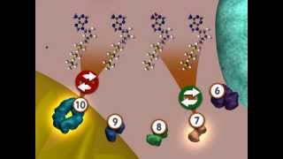 Glycolysis An Overview [upl. by Rosamund612]