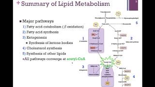 122Summary of Lipid Metabolism [upl. by Eemia224]