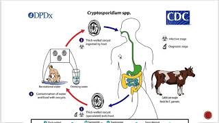 Cryptosporidiosis [upl. by Had118]