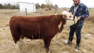 Brutte Miniature hereford Bull [upl. by Avuha]