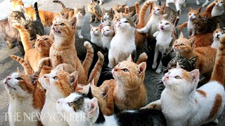 Why Humans Are Obsessed with Cats  Annals of Obsession  The New Yorker [upl. by Berkow554]