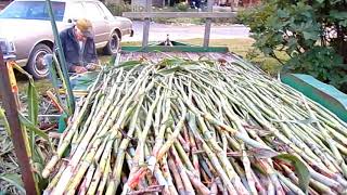 Making Sorghum Molasses From Field to the Jar [upl. by Eissehc]