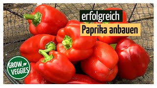 Paprika erfolgreich anbauen  Gemüseanbau im Garten [upl. by Weight]