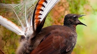 Male lyrebirds use mimicry in mating dance [upl. by Elletnwahs]