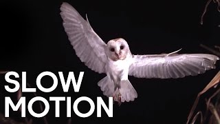 Birds in Slow Motion  BBC Earth Explore [upl. by Nitas]