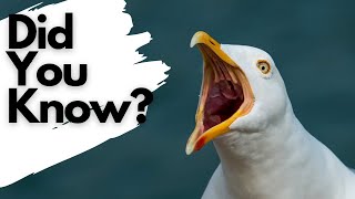 Things you need to know about HERRING GULLS [upl. by Krys]