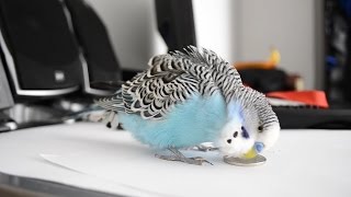 8 hours Budgie sounds  Talking to 1KM [upl. by Noisla269]