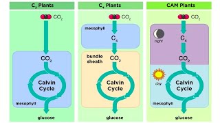 Types of Photosynthesis in Plants C3 C4 and CAM [upl. by Elnora]