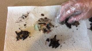 Inside the Bolus Laysan Albatrosses and Plastic Ingestion – May 26 2017 [upl. by Wobniar]