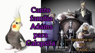 Canto família Adams para Calopsita assobio de calopsita deixe sua calopsita cantando família Adams [upl. by Olympe237]