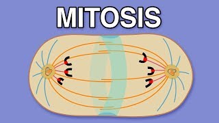 MITOSIS CYTOKINESIS AND THE CELL CYCLE [upl. by Glenna]