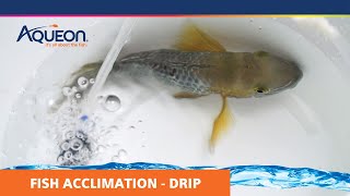 How to Acclimate Your Fish  Drip Acclimation [upl. by Derina]