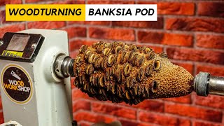 Woodturning Banksia Pod [upl. by Aicilla]