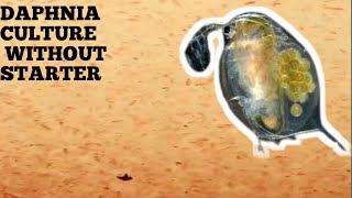 HOW TO CULTURE DAPHNIA NATURALLY WITHOUT A STARTER [upl. by Bozuwa]