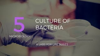 Culture of Bacteria [upl. by Potash]