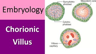 Chorionic Villus Explained A Quick Recap in Embryology [upl. by Etteyniv]